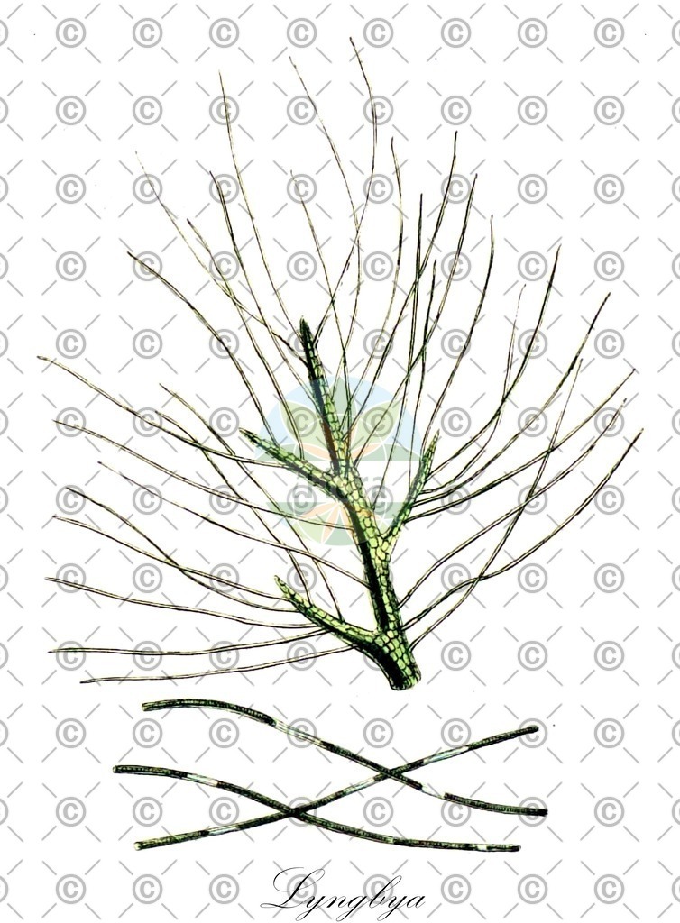 HistAbb_5HR4_2_ENZY_Simple | Historische Abbildung von Lyngbya - Oscillatoriaceae (0) | Historical Illustration of Lyngbya - Oscillatoriaceae (0)