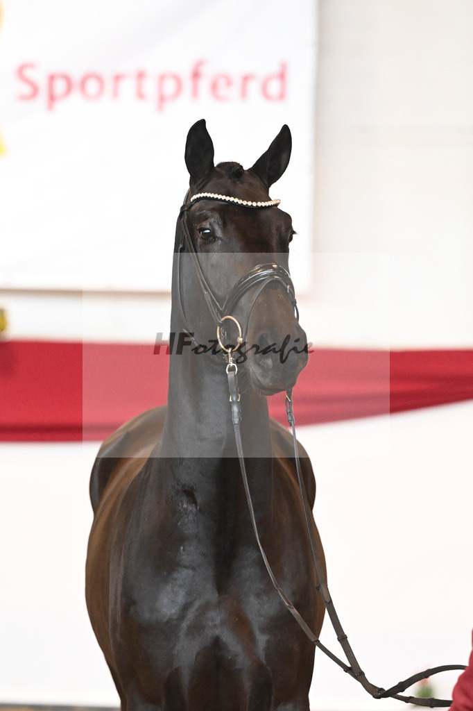 Kat-Nr. 45 Raven x Everdale_Rakelbusch_43230756 | hf-fotografie - Realisiert mit Pictrs.com