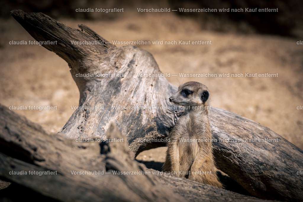 DSC_4547 | 11.05.2022; Inland; Zuerich - Zoo Zuerich;
Erdmännchen in der Lewa Savanne des Zoo Zürich.
(Claudia Minder/claudia-fotografiert)
