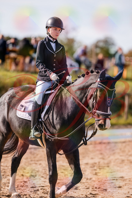 2026_10_03_Siefer-Hof_121342_Z81_14513592 | Professionelle Reitsport-, Turnier- und Eventfotografie von Robert Broda. Galerien mit ausgewählten und bearbeiteten Bildern direkt online ansehen und bestellen.