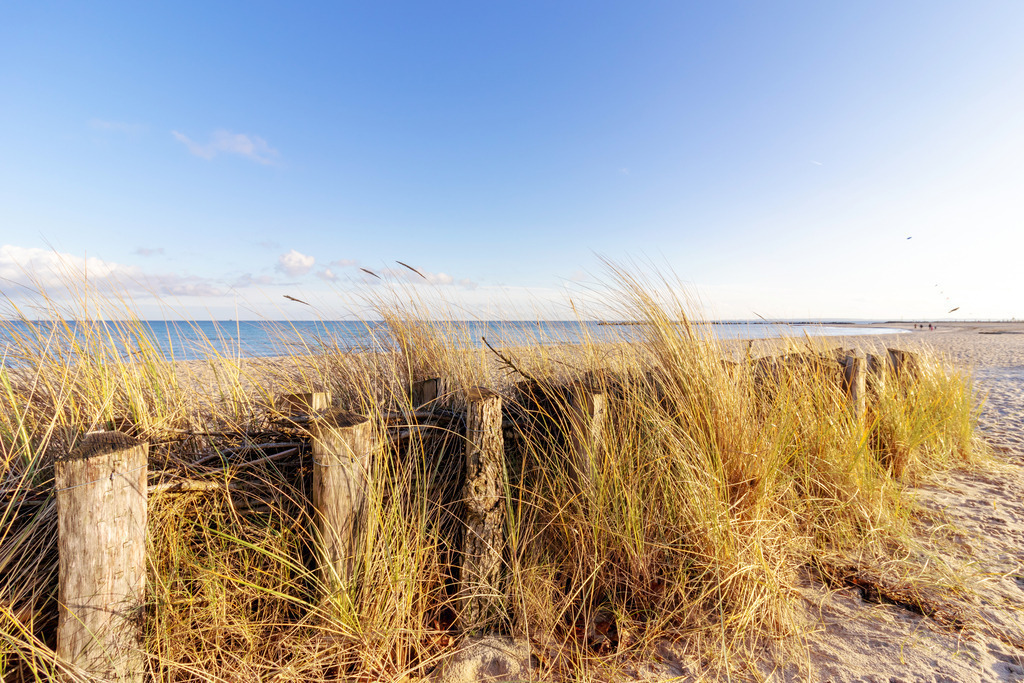 Wandbild: Strandhafer am Sandfang in Damp | Dieses Wandbild im Querformat zeigt Strandhafer am Sandfang am Strand in Damp. Am blauen Himmel sind nur wenige Wolken am Horizont zu sehen. - Realisiert mit Pictrs.com