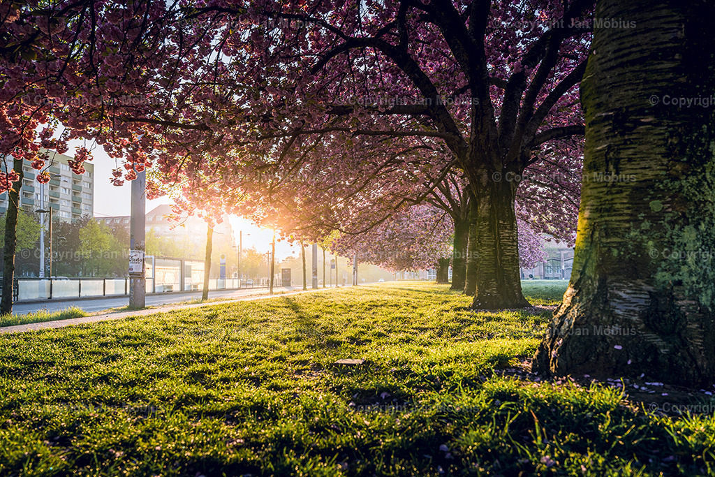 _DSC1695-2 | Leipzig Wandbilder Drucke Prints Leinwand Stadtmotive Leipzig Fotosdruck Kunstdrucke Bilder Leipzig Stadtansichten Acrylglasbilder Leipzig Wanddeko Fine Art Prints Wandbilder Büro Leipzig Bilder Praxis Zuhause Bilderdruck Poster Posterlounge Kunstdrucke - Realisiert mit Pictrs.com
