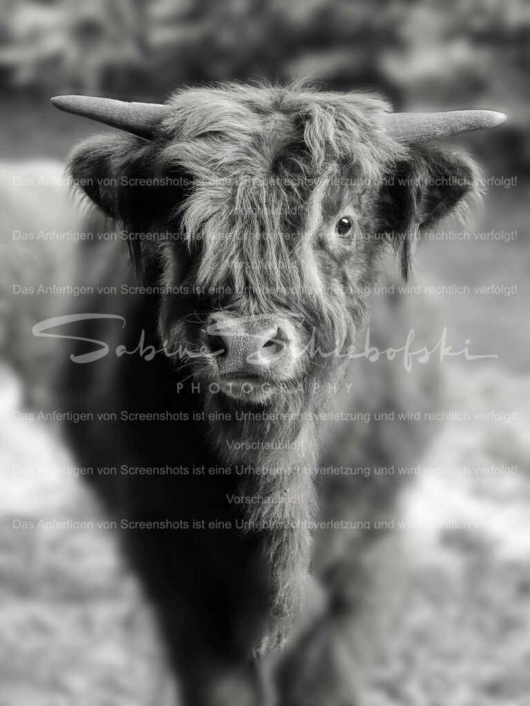 Wandbild Highlander Kälbchen in Schwarz Weiß | People- und Tierfotografie, Imageaufnahmen, Veranstaltungsfotografie und Wandbilder aus der Natur ★ Made in Germany ✔️ Druck + Downloads ✔️ Naturfotografie in Top Qualität ★ schneller Versand, weltweite Lieferung! - Realisiert mit Pictrs.com