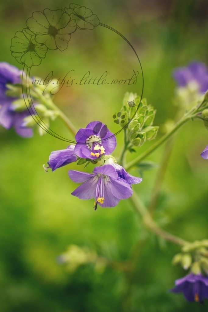 IMG_4058-01 | only.this.little.world - Realisiert mit Pictrs.com