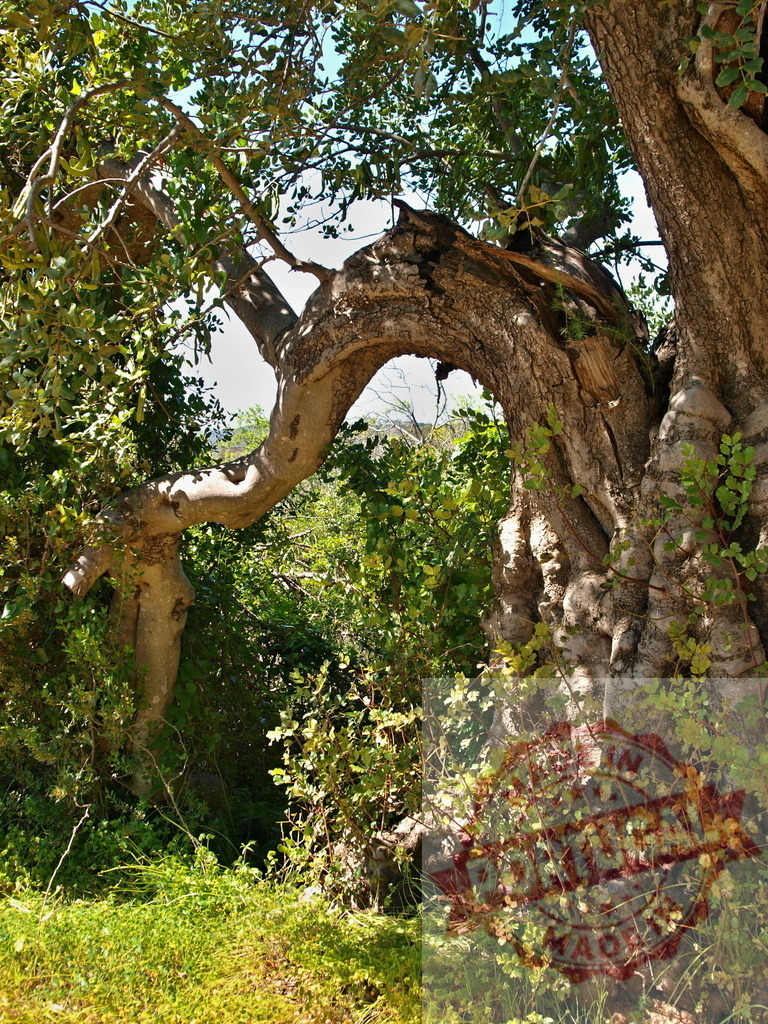 Old gnarled tree branch forming natural arch | Old tree trunk and gnarled branch connecting, creating a natural arch in a green forest - Realisiert mit Pictrs.com
