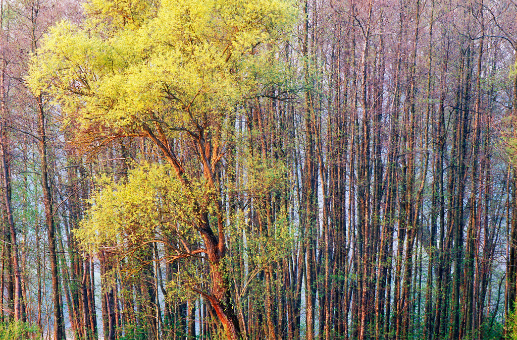 Baumgruppe im Morgenlicht | Austria - April 30, 2009: Baumgruppe im Morgenlicht. - Realisiert mit Pictrs.com