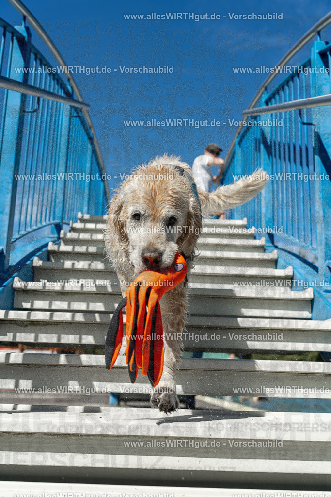 Hundeschwimmen_Volksbad_2026-allesWIRTHgut_Tierfotografie-2609061302-121255-7R500430 | Professionelle Tierfotografie in Mönchengladbach von Daniel Wirth (allesWIRTHgut). Liebevolle & natürliche Bilder von Hunden & Katzen für unvergessliche Erinnerungen.
