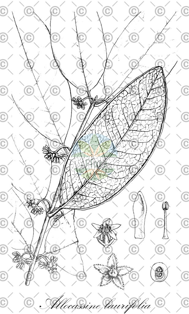 HistAbb_wfo-0000526422_1_ENZY_Simple | Historische Abbildung von Allocassine laurifolia - Celastraceae | Historical Illustration of Allocassine laurifolia - Celastraceae