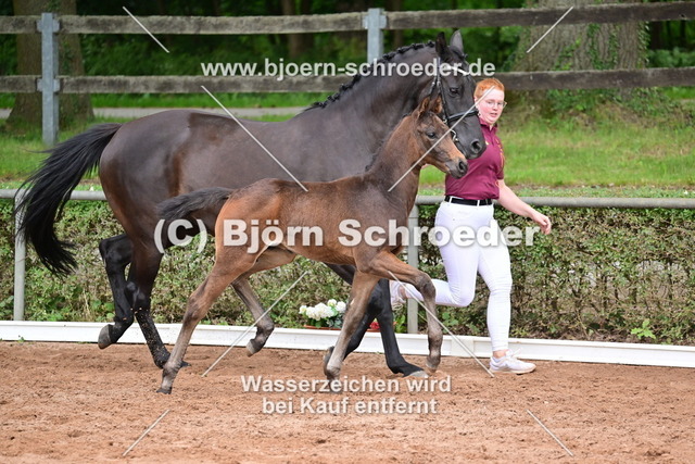064_Escanto PS - Fürst Wettin_Bernd Templin_868_4888 | Björn Schroeder Pferdefotografie
