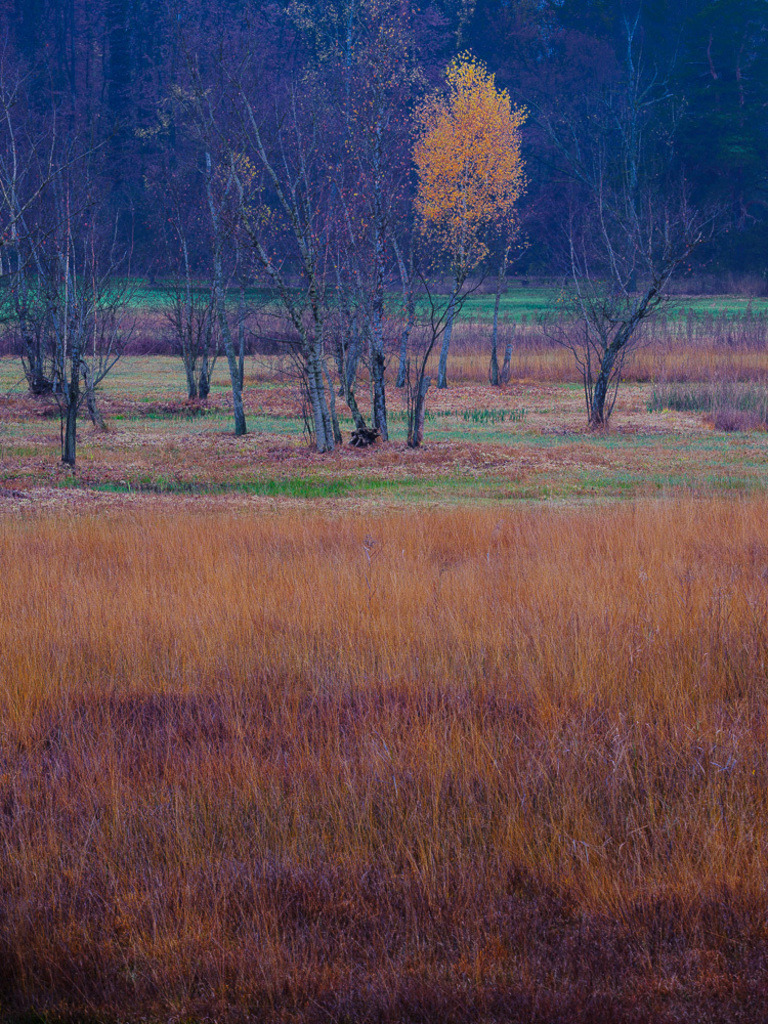 SilvanoPedrett_preview_Baum-22 | silvanopedrett - Realisiert mit Pictrs.com