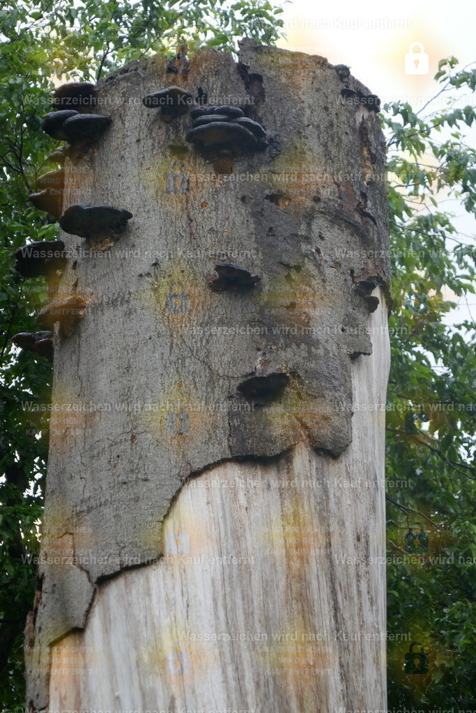 P1110029 | Fotoseite Wolkenblende - Das Hobby fotografieren begleitet mich schon  viele  Jahre. Auf den nächsten Seiten zeige ich ein paar Schnappschüsse der letzten Jahre und es kommen immer neue hinzu. Schau einfach mal rein. - Realisiert mit Pictrs.com