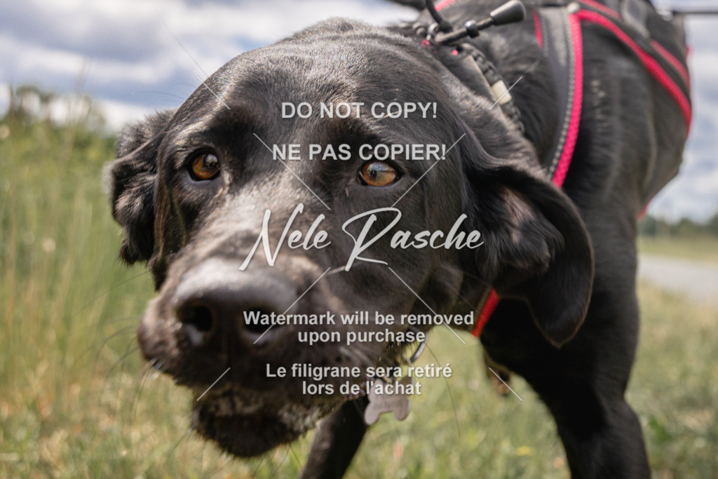 nelerasche_BuHu2026_SaCC1100-1200_198 | nelerasche