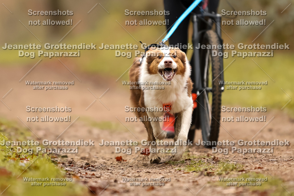 Dog Paparazzi - Speedhunter Mannheim  2025-437 | Dog Paparazzi Jeanette Grottendiek Fotografie & Videografie
