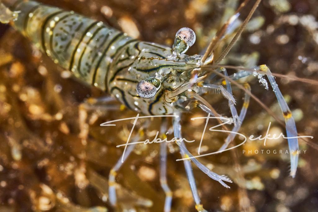 Diskokugeln | Einzigartige Wandbilder von faszinierenden Unterwasserwelten. Exklusive Kunst für Empfangsbereiche, Wohnraum oder Wartezimmer. - Realisiert mit Pictrs.com