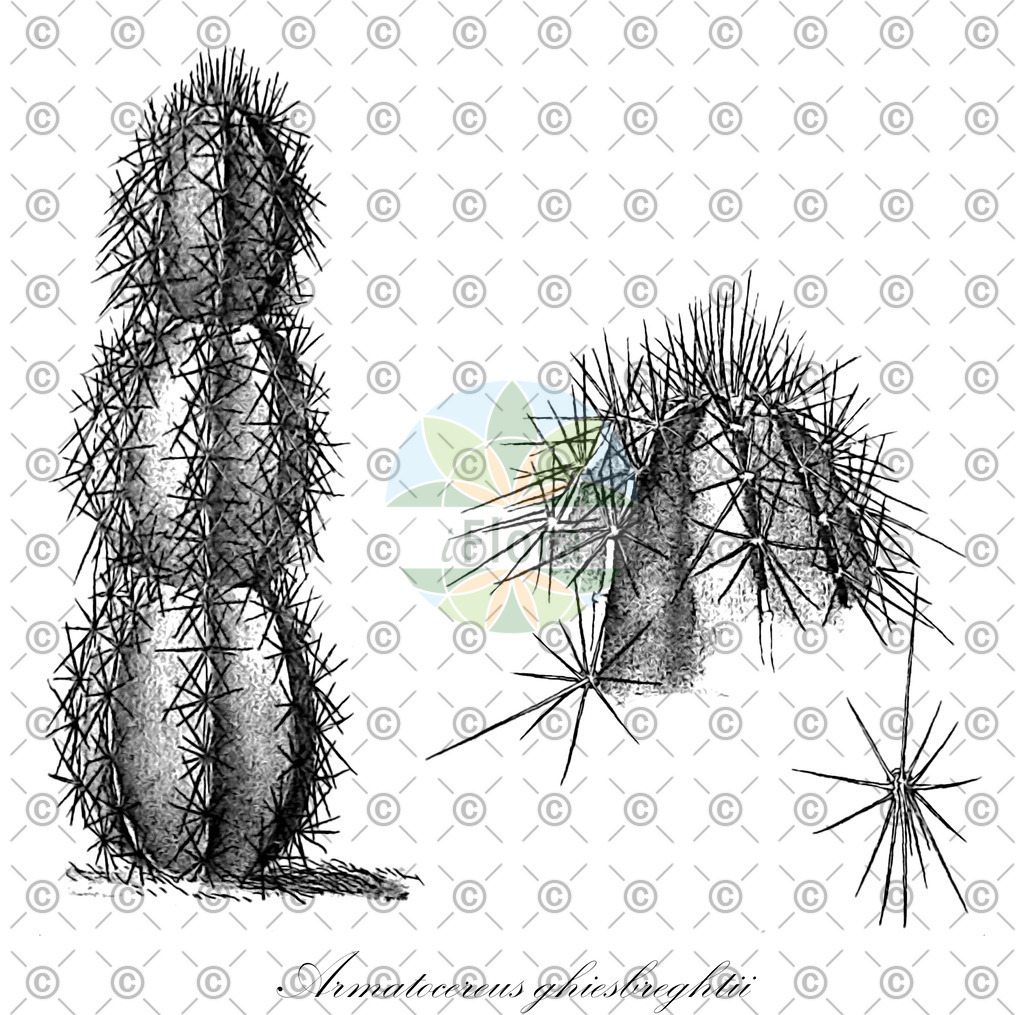 HistAbb_EMP_28496_2_ALPEN_Simple | Historische Abbildung von Armatocereus ghiesbreghtii - Cactaceae | Historical Illustration of Armatocereus ghiesbreghtii - Cactaceae