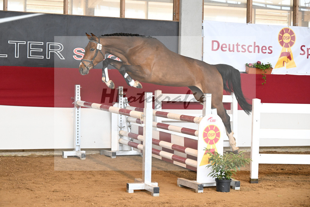 Kat-Nr. 52 Kassidy H v. Kassander vant Roosakker_Stuber_7251090 | hf-fotografie - Realizzato con Pictrs.com