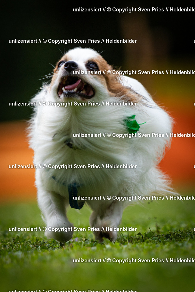 Sven Pries | 19. Allgemeines Hunderennen Karlsruhe Durlach - Realisiert mit Pictrs.com