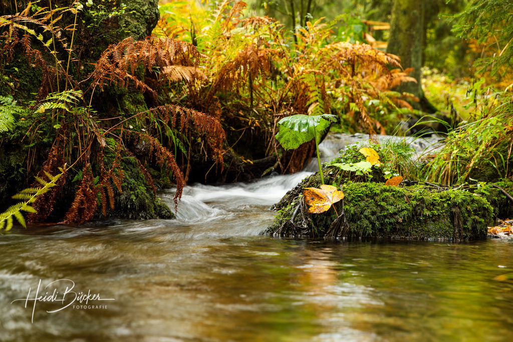 Hartmecke bei Oberkirchen | Hartmecke im Hartmecketal bei Oberkirchen im Schmallenberger Sauerland - Realisiert mit Pictrs.com