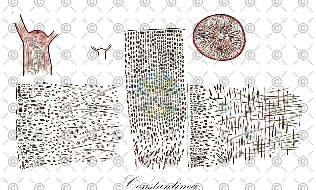 Histabb_EMP_5178_SRC_Koehler_1887_SIMPLE | Historische Abbildung von Constantinea - Dumontiaceae (0) | Historical Illustration of Constantinea - Dumontiaceae (0)