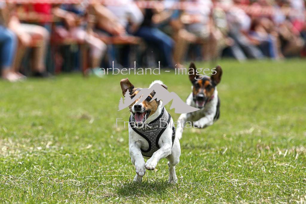 OE7A4417 | Beim Zugpferdetreffen in Poschedtsried galt es verschiedene Wettbewerbe zu meistern, Einzelrennen im Reiten, Traktorpulling und auch ein Hunderennen wurde veranstaltet