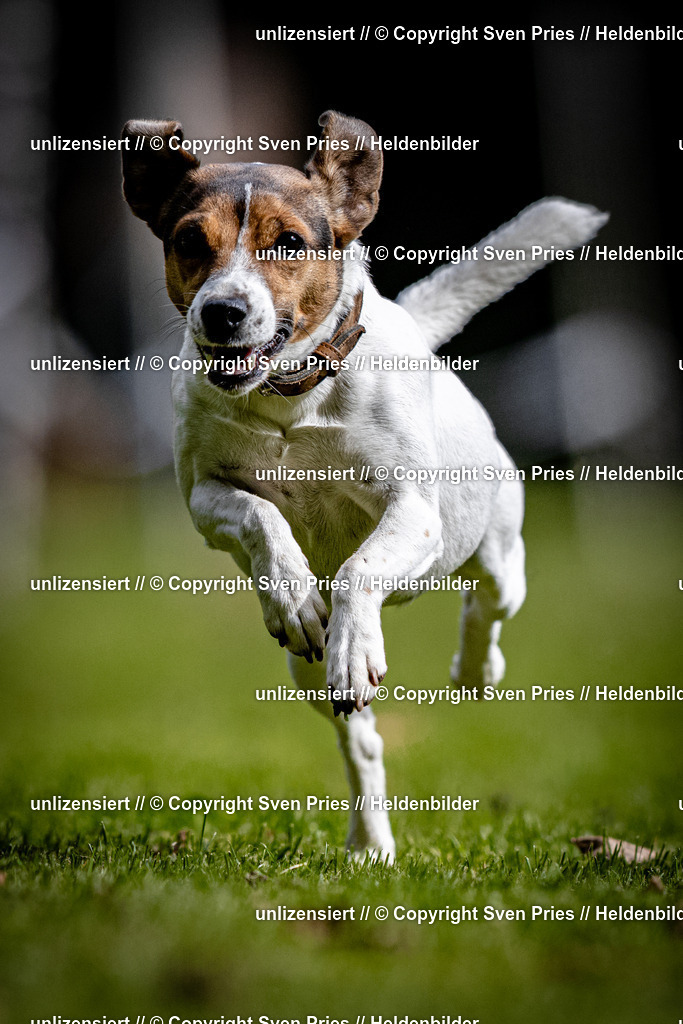 Sven Pries | 2025-10-03 - Hunderennen Obergrombach - Realisiert mit Pictrs.com