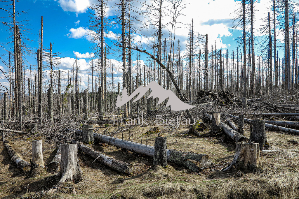 IMG_5238 | Stürme und Borkenkäfer haben dem Wald im Bayerischen und Böhmischen Wald stark zugesetzt. Die Schäden sind gewaltig und unübersehbar. Mehr und mehr breitet sich Jungwuchs und damit neuer Wald in den Höhenlagen aus