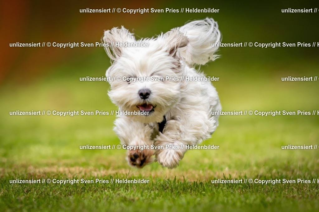 Sven Pries | 2024-09-22 - Hunderennen Baden-BadenPudelverein - Realisiert mit Pictrs.com