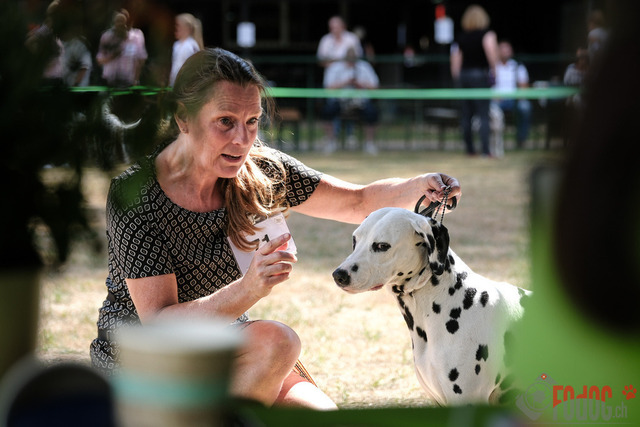 Dalmatiner Hilden | Dalmatiner, Regionalgruppenausstellung Regio West Hilden. Richterin Sivia Weber-Martegani.  in Hilden  03.09.2022 Foto: Leo Wyden