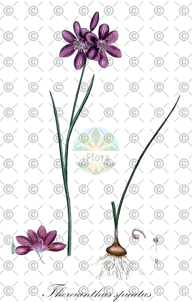 HistAbb_wfo-0000748972_1_ENZY_Simple | Historische Abbildung von Thereianthus spicatus - Iridaceae | Historical Illustration of Thereianthus spicatus - Iridaceae