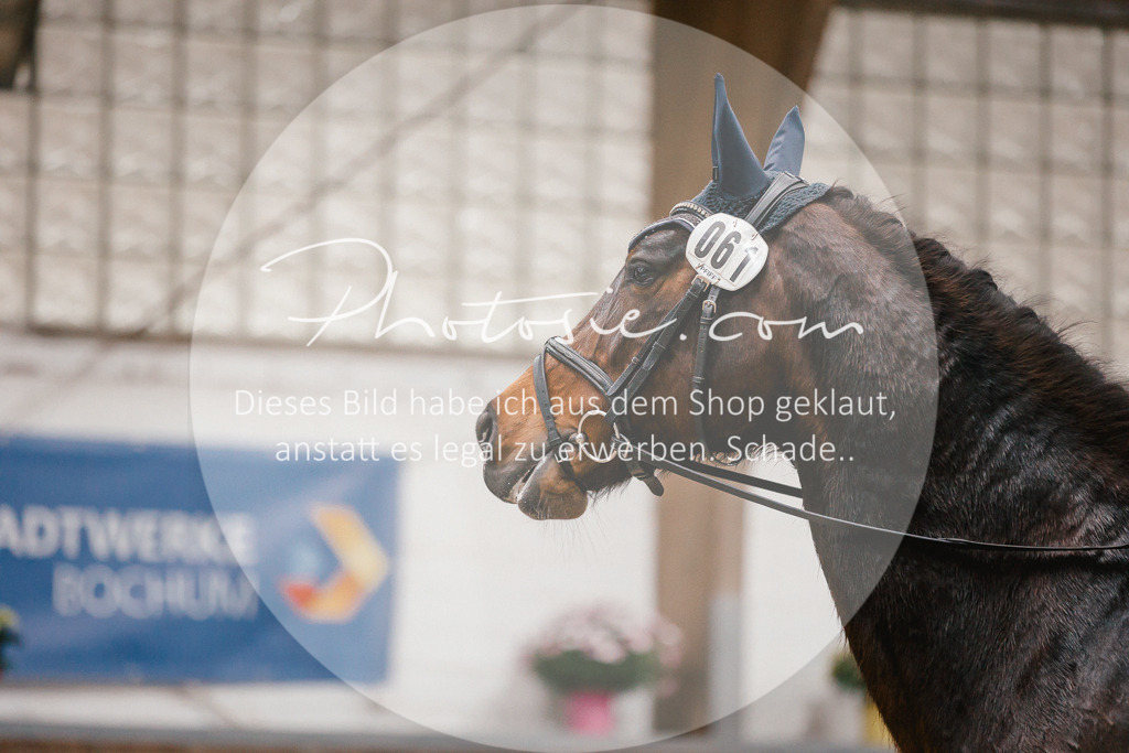 3I6A6057 | Stimmungsvolle Portraits und Reitsportfotografie im Ruhrgebiet und im Münsterland.

Pferdefotografie, Hundefotografie, Tierfotografie, Reportagen, Portraits von Tier und Mensch, Turnierfotografie in Bochum, Recklinghausen, Marl, Haltern am See, Dülmen.. - Realisiert mit Pictrs.com