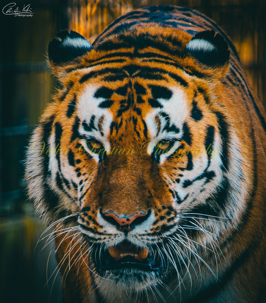 TPH 12 | Christian Vulin  - Realisiert mit Pictrs.com