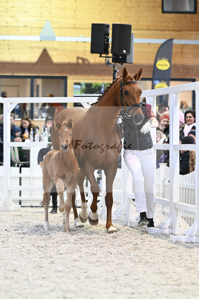 Fohlen Va Bene_Feigl_7240966 | hf-fotografie - Realisiert mit Pictrs.com