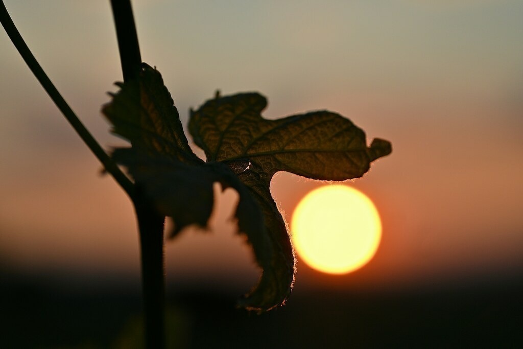 Sunset | Kaufen sie online außergewöhnliche Fotografien auf Leinwand Acrylglas Fotoprint Aludibond von holgerweigeltfotografie - Realized with Pictrs.com
