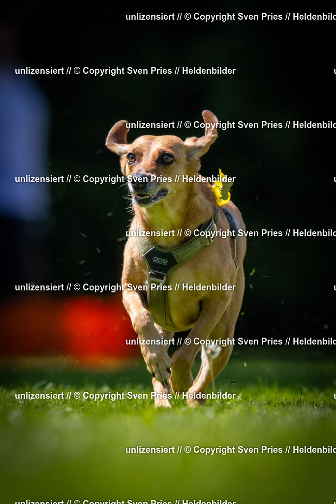 Sven Pries | 2025-08-10 - Hunderennen Durlach - Realisiert mit Pictrs.com