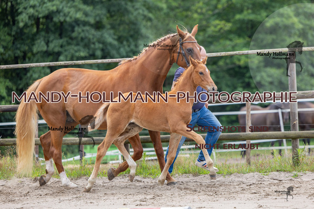 Hexenberg-167 | mandyhollmannphotographie