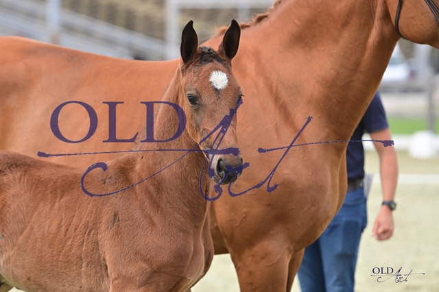 325 DE418180414923 FRE Van Gogh - Check In - Contendro I DSC_4482 Kopie | <meta name="description" content="★Offizieller Merchandise und Foto-/Videostore des Oldenburger Verbandes.★ ✅Jetzt auch digital Ausdrucke erhältlich." />
<meta name="keywords" content="Merchandise Foto-/Videostore Oldenburger Verband Photographie 