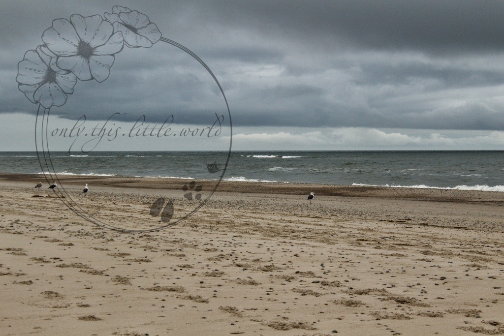 IMG_8577-01 | only.this.little.world - Realisiert mit Pictrs.com