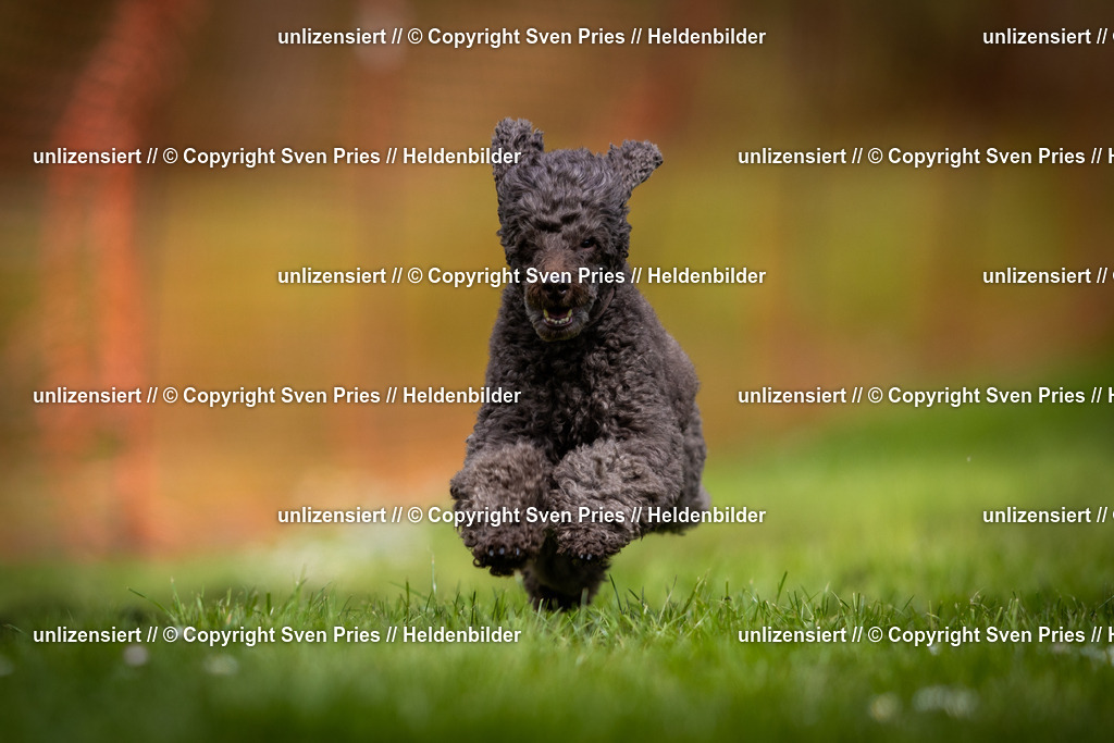 Sven Pries | 2025-04-13 - Hunderennen Baden-Baden - Realisiert mit Pictrs.com