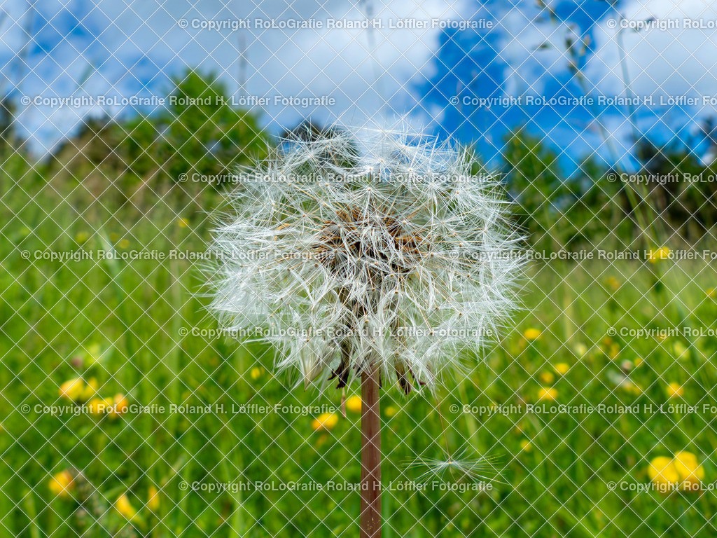 Geröteter Löwenzahn_Taraxacum rubicundum (Dahlst.) Dahlst._Familie-Asteraceae | Geröteter Löwenzahn_Taraxacum rubicundum (Dahlst.) Dahlst. Familie-Asteraceae - Realisiert mit Pictrs.com