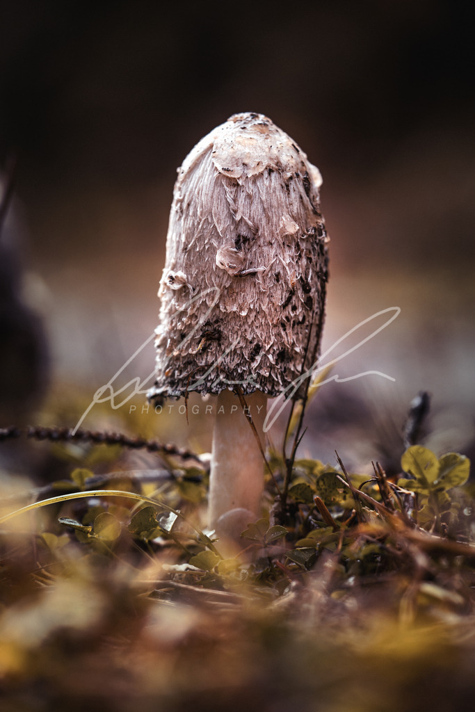 DSC00110 | Photograuer - Realisiert mit Pictrs.com