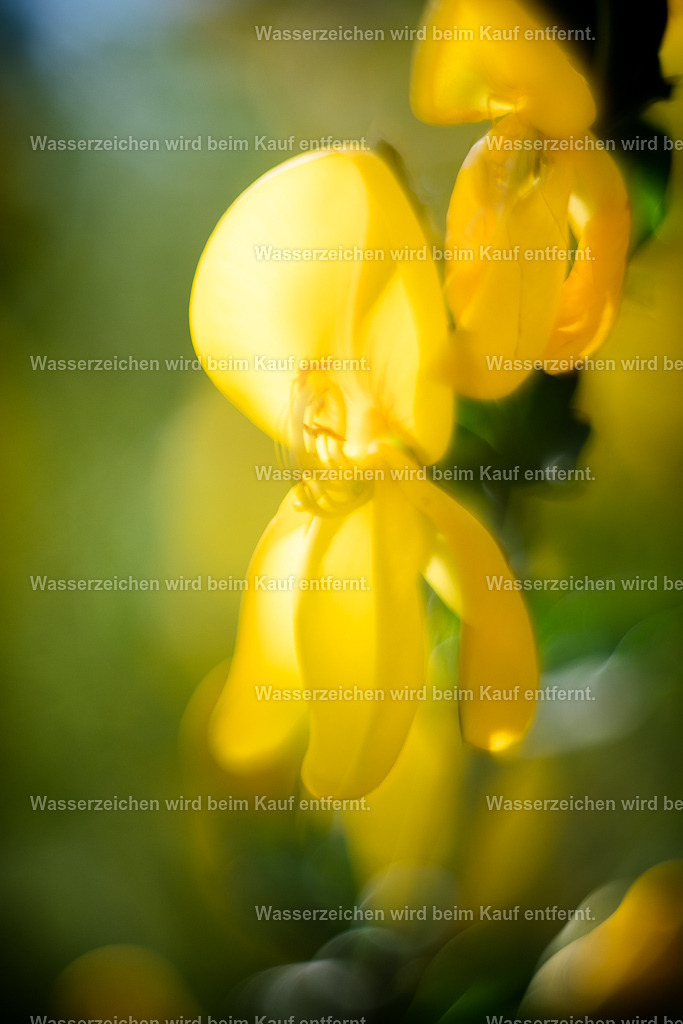 Fröhlichkeit, Sonnenschein | Die Botschaft zum Bild lautet: Gerade nach einem langen Winter ist es wichtig, sich mit Sonne aufzutanken. Ein langer Winter kann auch depressive Verstimmungen heißen. Also, hier sind Energien für dich, um die Sonne in deinem Herzen strahlen zu lassen.