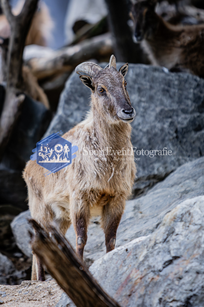 IMG_5973 | SportEventFotografie - Roman Stoiber