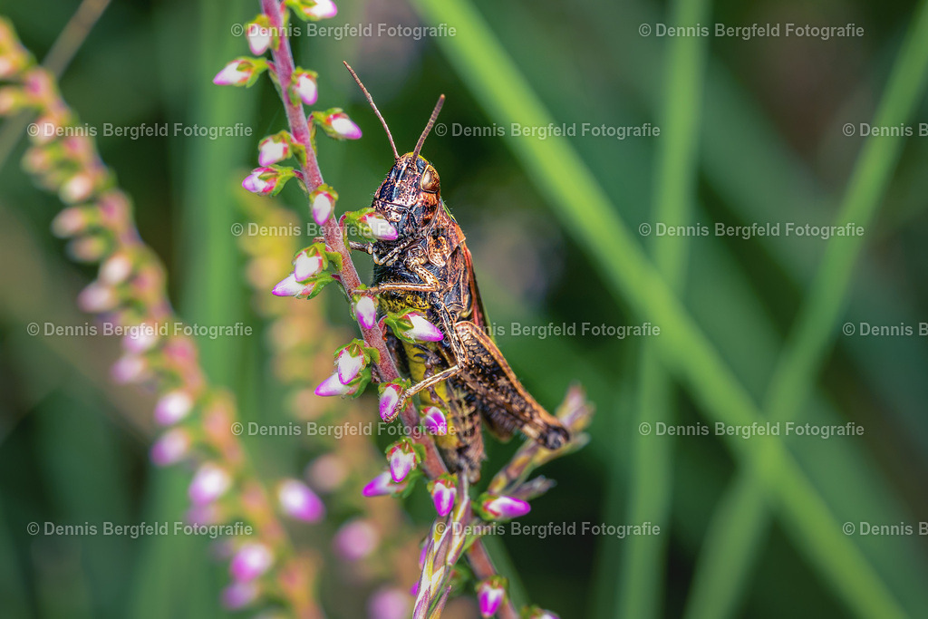 Heuschrecke 4 | Entdecken Sie Natur, Makro und Tierfotografie von Dennis Bergfeld.Besondere Momente und Details der Natur, hochwertig als Foto und Wandbild erhältlich. - Realisiert mit Pictrs.com