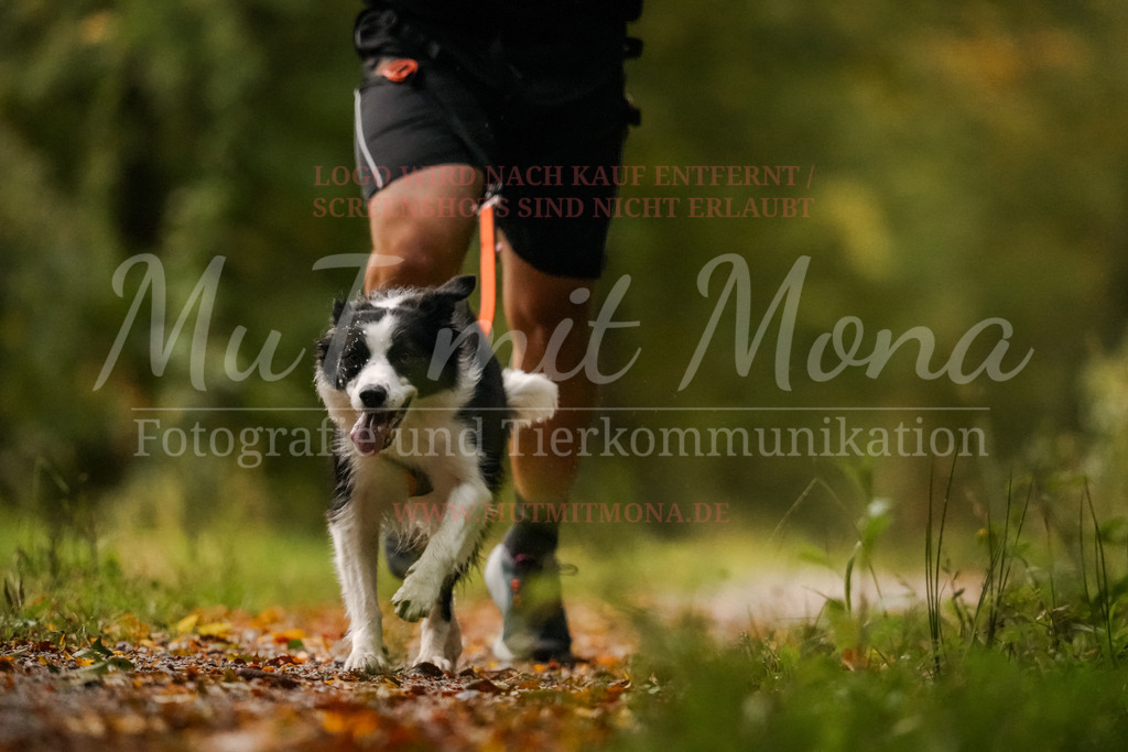 20251005_THS_Turnier-26 | MuT (Mensch und Tier) mit Mona - Fotografie und Tierkommunikation - Realisiert mit Pictrs.com