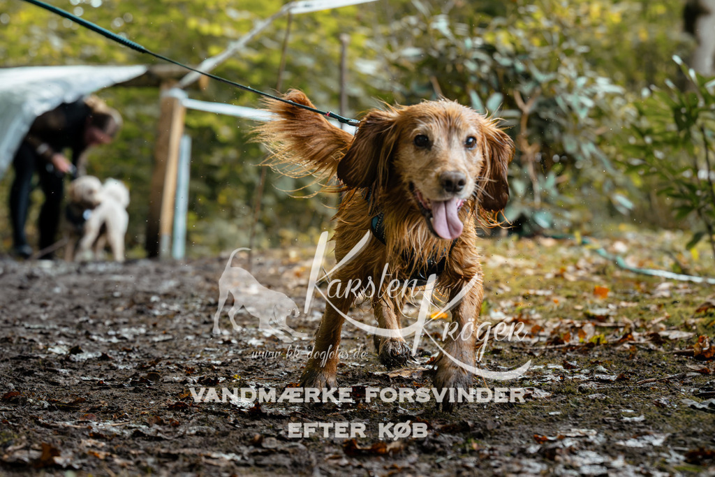 1419DZ6_1606Z6 | kk-dogfotos