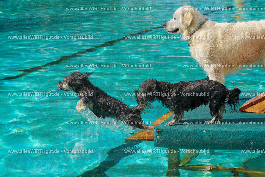 Hundeschwimmen_Grefrath_2026-allesWIRTHgut_Tierfotografie-13_38-FAY00689 | Professionelle Tierfotografie in Mönchengladbach von Daniel Wirth (allesWIRTHgut). Liebevolle & natürliche Bilder von Hunden & Katzen für unvergessliche Erinnerungen.
