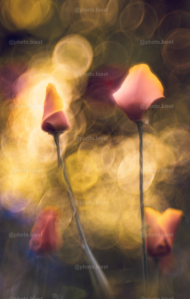 IMGC7429 | photobiest - Realisiert mit Pictrs.com
