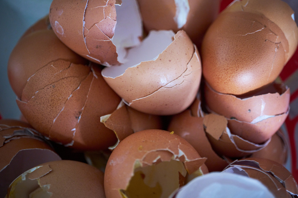 gesammelte zerbrochene Eierschale | Burgenland, Austria - March 12, 2023: gesammelte zerbrochene Eierschale für einen Eierschalen-Dünger. - Realisiert mit Pictrs.com