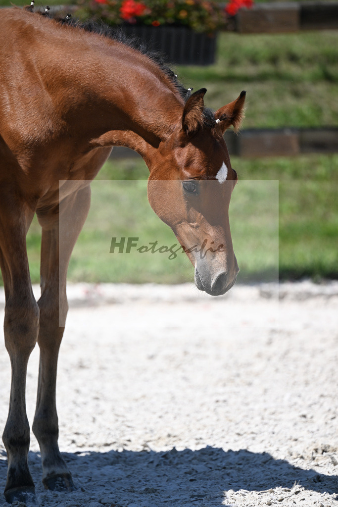 Kat-Nr. 19 Ermitage Kalone x Diaroado_HF_Hansmeyer_24250467 | hf-fotografie - Realizzato con Pictrs.com