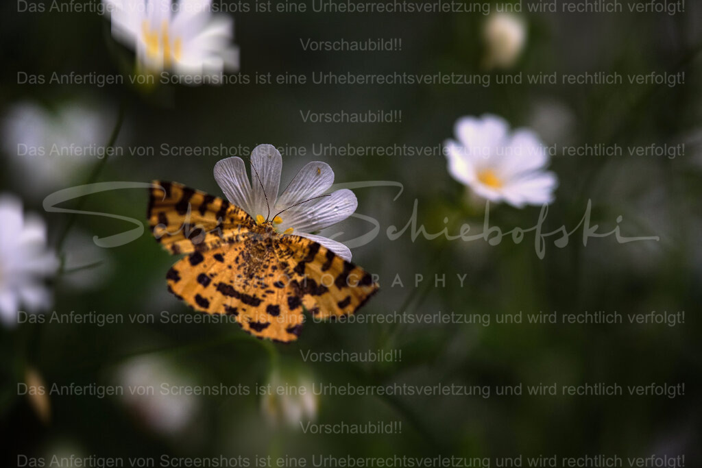 Wandbild Schmetterling | Exklusive Naturfotografie für stilvolle Wanddekoration ★ Premium Wandbilder Made in Germany ✔️ FineArt Drucke & Downloads ✔️ Brillante Farben, höchste Qualität & weltweiter Versand ✔️ - Realisiert mit Pictrs.com
